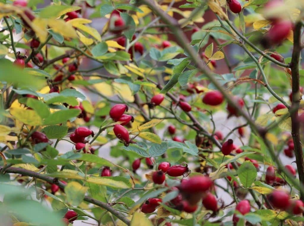 Rîçala Şilanan- Kuşburnu Reçeli 3